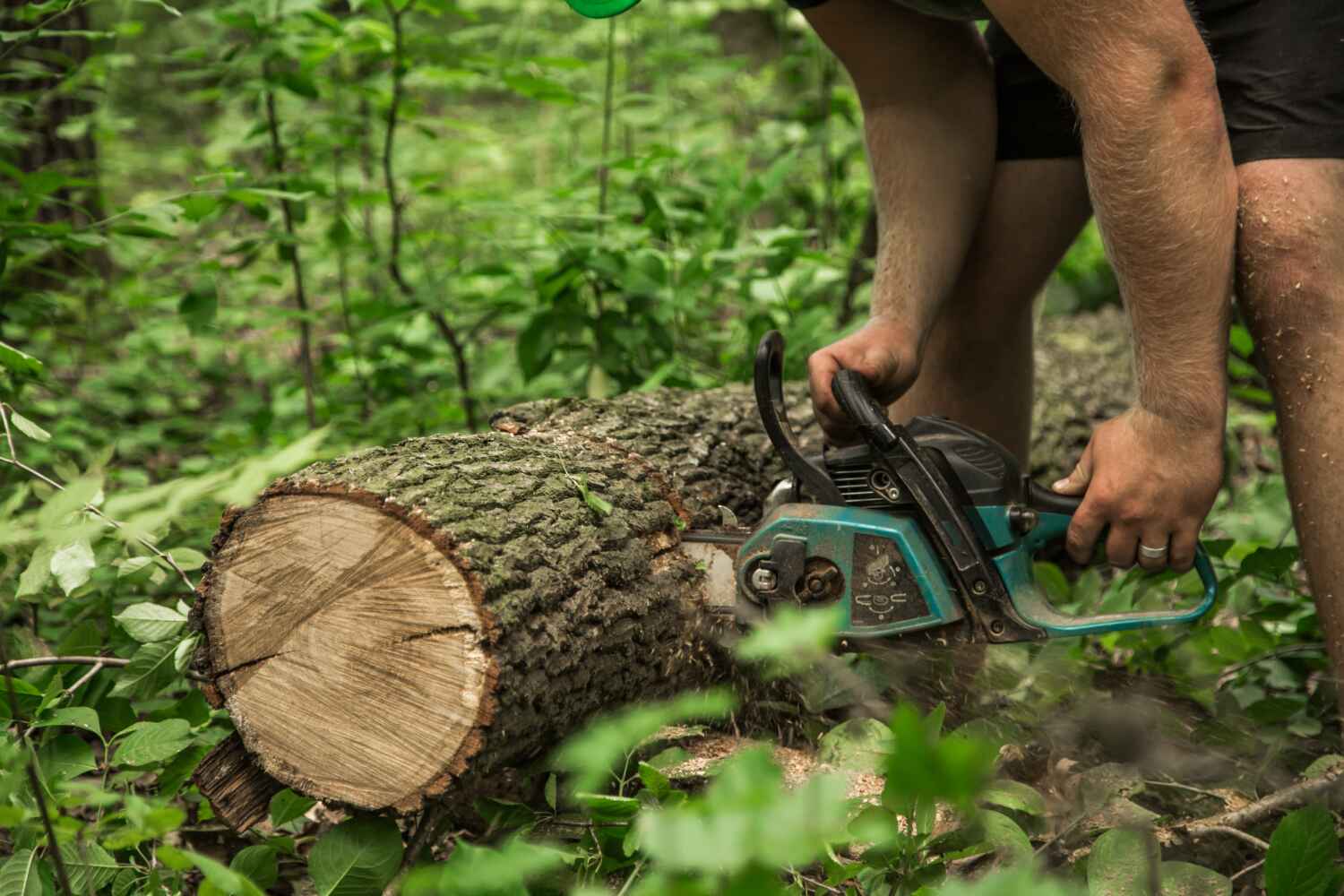 Best Emergency Storm Tree Removal  in Longboat Key, FL